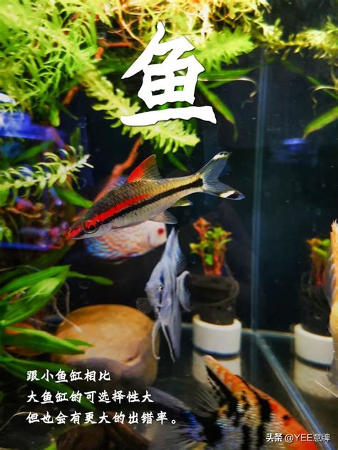 魚缸魚數量計算|魚缸養多少魚合適，這個公式告訴你，再也不用請教別。